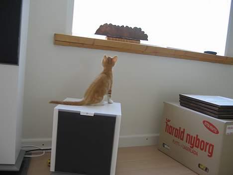 Blanding af racer Splint - "Hvordan kom I der op?" - Julie 2006 billede 4