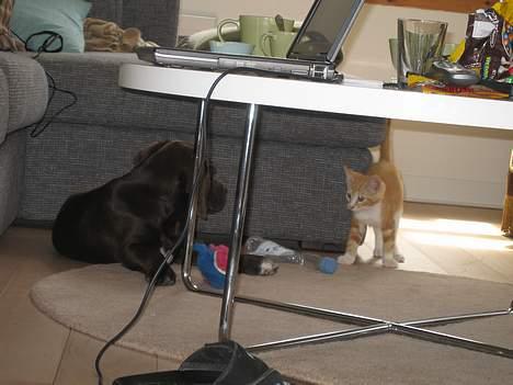 Blanding af racer Splint - Skal vi lege? August 2006 billede 5