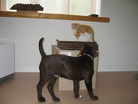 Blanding af racer Splint - "Kom ned derfra!" - August 2006 billede 6