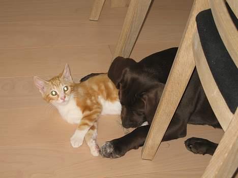 Blanding af racer Splint - Splint smager også godt! billede 7