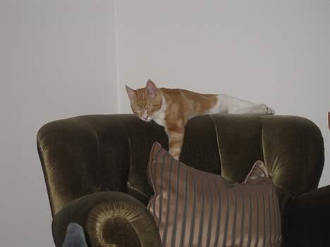 Blanding af racer Splint - Sov sødt lille Spli-int og visse lul. billede 9