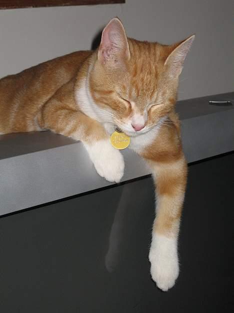 Blanding af racer Splint - Fjernsynsnarkomanen billede 10