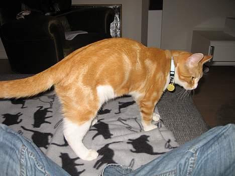 Blanding af racer Splint - "Ælte dejlige tæppe, til jeg vælte" billede 11