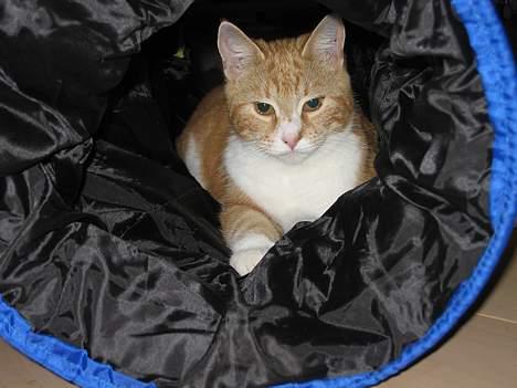 Blanding af racer Splint - Hygge i pose-rørets skygge billede 12