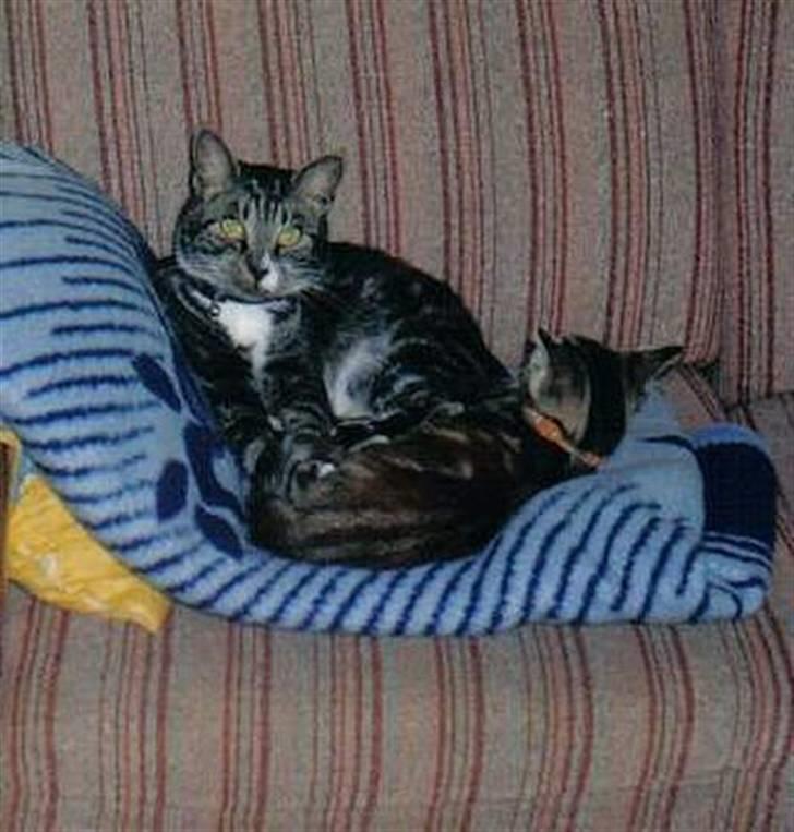 Huskat *¤*Bimse*¤* R.I.P - Se det er mig som lille, da jeg mødte min dejlige reservmor.... 1997... billede 11