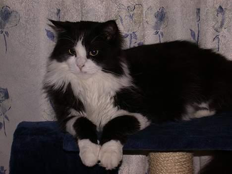 Norsk Skovkat Samson*RIP 25.Januar 08* - slapper lidt af  billede 8