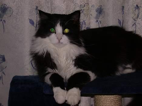 Norsk Skovkat Samson*RIP 25.Januar 08* - Kan du blive ved mor ??? billede 9