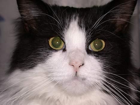 Norsk Skovkat Samson*RIP 25.Januar 08* - Godt der er zoom på hehe ...  billede 10