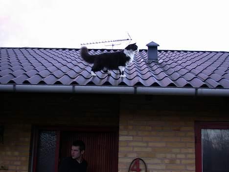 Norsk Skovkat Samson*RIP 25.Januar 08* - Udstiller lige mig selv på taget  billede 11