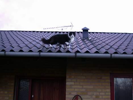 Norsk Skovkat Samson*RIP 25.Januar 08* - Skal jeg også kigge på dig ... hvordan kommer jeg mon ned igen  billede 12