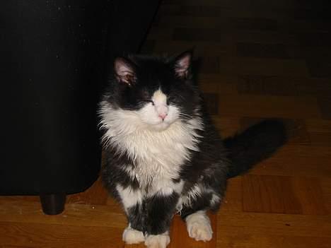 Norsk Skovkat Samson*RIP 25.Januar 08* - Her er jeg næsten lige kommet til mit nye hjem ... billede 13