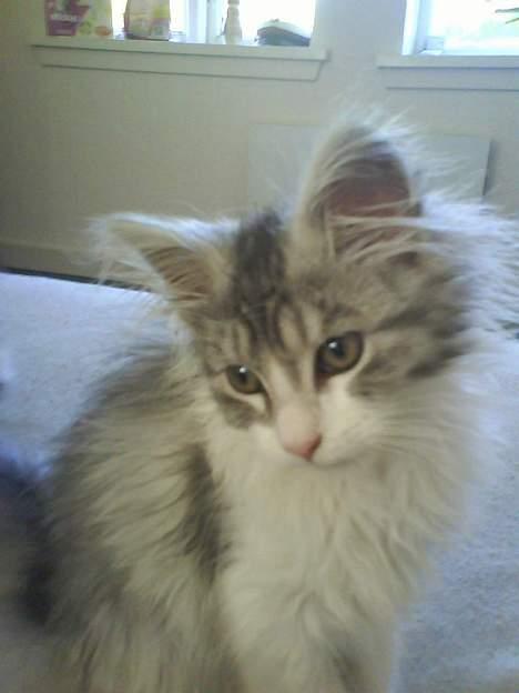 Maine Coon Kila billede 11