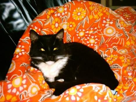 Huskat Louie billede 16