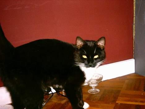 Huskat Louie billede 17