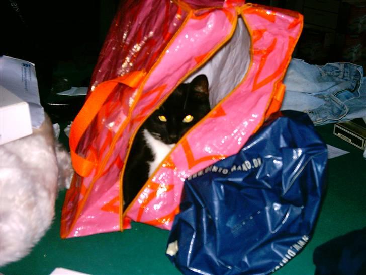 Huskat Louie billede 18