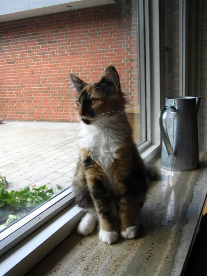 Blanding af racer Chili billede 1