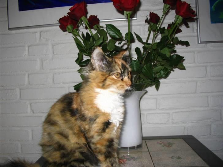 Blanding af racer Chili billede 2