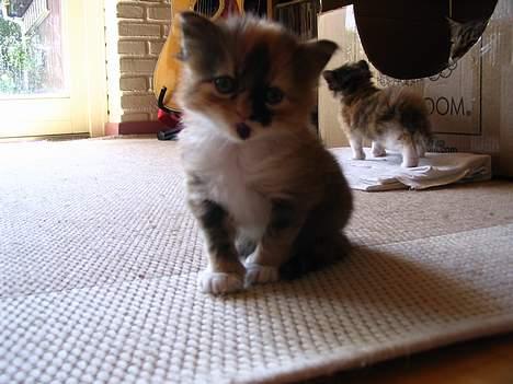 Blanding af racer Chili billede 3