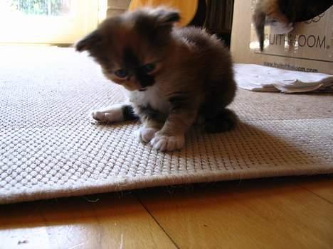 Blanding af racer Chili billede 4