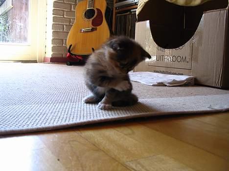 Blanding af racer Chili billede 5