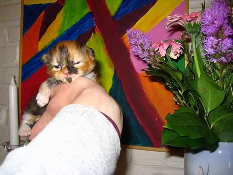 Blanding af racer Chili billede 6