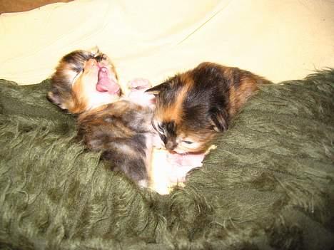 Blanding af racer Chili billede 7