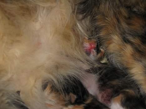 Blanding af racer Chili billede 8