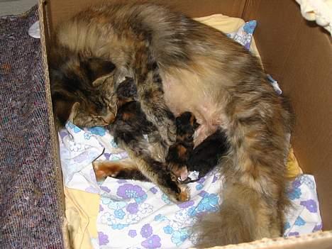 Blanding af racer Chili billede 9