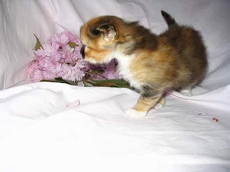 Blanding af racer Chili billede 10