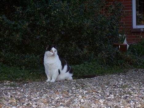 Huskat Pølle billede 11