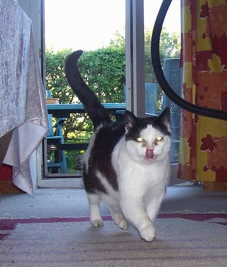 Huskat Pølle billede 12