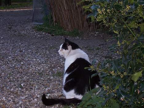 Huskat Pølle billede 13