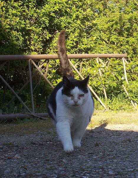 Huskat Pølle billede 14