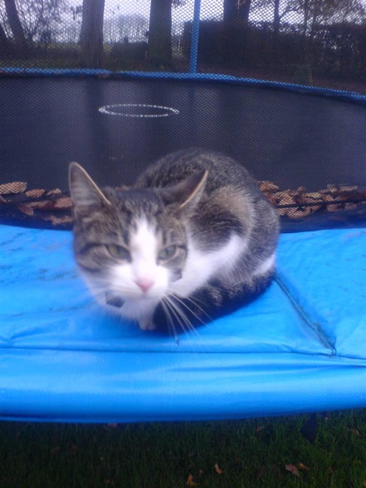 Huskat Nullemor - Velkommen til Nullers profil .. ;) billede 1