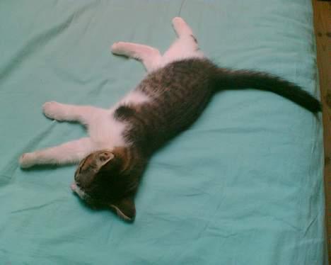 Huskat Nullemor - Som kat, sover man rigtig meget ;D  billede 2