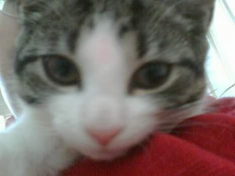 Huskat Nullemor - Nuller er ikke ret gammel på dette billede ;) billede 3