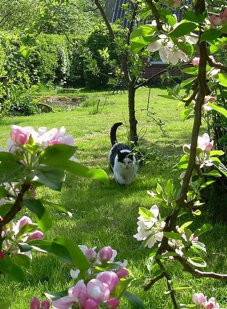 Huskat Pølle billede 15