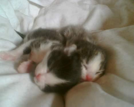 Huskat Nullemor - Nuller som Killing til højre. billede 4