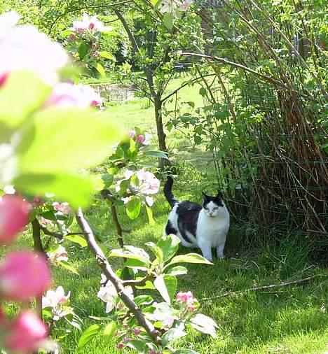 Huskat Pølle billede 16