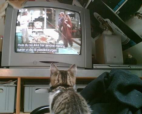 Huskat Nullemor - Hun har ikke helt forstået meningen med sådan et tv ;) billede 5