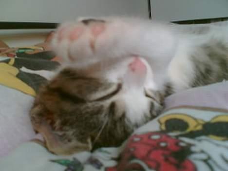 Huskat Nullemor - Slapper HELT af ;D <3 billede 6