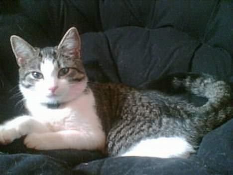 Huskat Nullemor - Dejlige Nulle-pigen ;D <3 billede 7