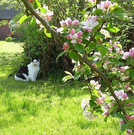 Huskat Pølle billede 17
