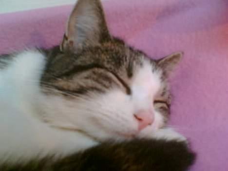 Huskat Nullemor - Putte putte (: billede 8