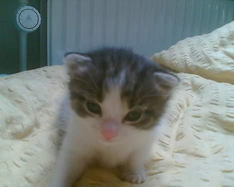 Huskat Nullemor - Nulle-pige ;D som lille killing. billede 9