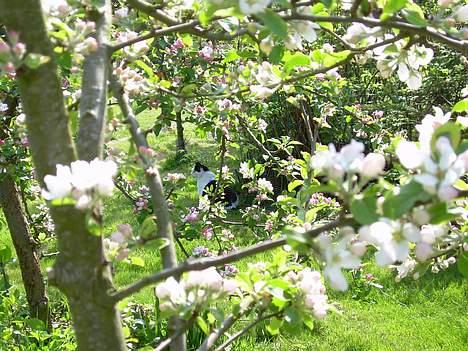 Huskat Pølle billede 18