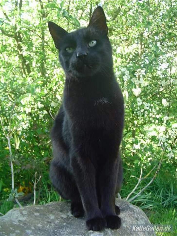 Blanding af racer        Kasper aka. Katten - På stenen billede 1