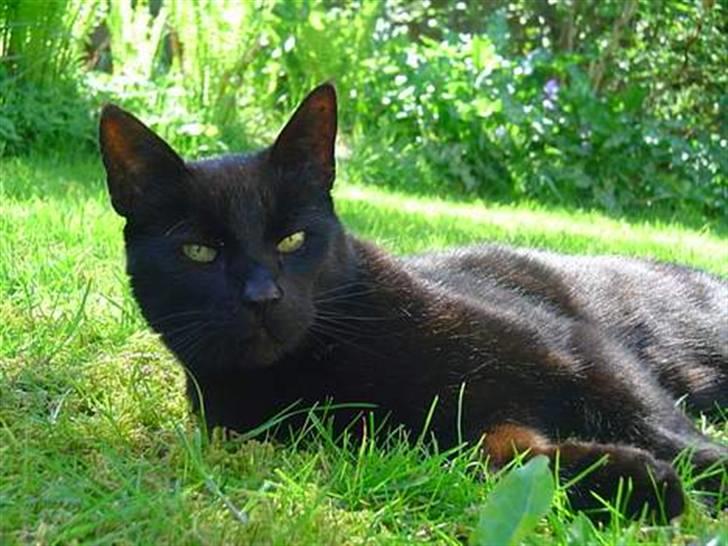 Blanding af racer        Kasper aka. Katten - Panter kat billede 2