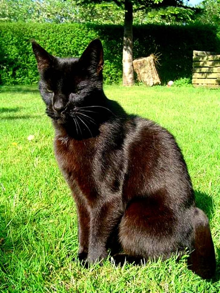 Blanding af racer        Kasper aka. Katten - I haven. billede 5