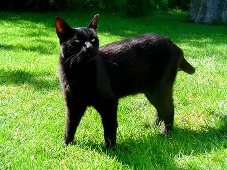 Blanding af racer        Kasper aka. Katten - I haven. billede 6